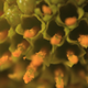 Illustration for article titled Shooting Challenge: Macro Gallery 2